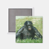 草の中の筋肉質のボノボ マグネット (正面/裏面)