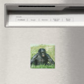 草の中の筋肉質のボノボ マグネット (インサイチュ (食洗機))