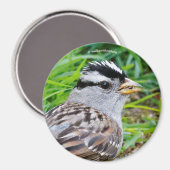 草の中の美しい白い冠の雀 マグネット (正面/裏面)
