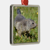 草の中の若いアルパインのマーモット メタルオーナメント (右)