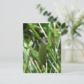 草の中の赤いサイドガーターヘビ ポストカード (スタンド正面)