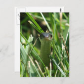 草の中の赤いサイドガーターヘビ ポストカード (正面/裏面)