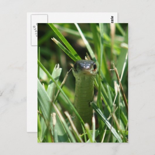 草の中の赤いサイドガーターヘビ ポストカード (正面/裏面)