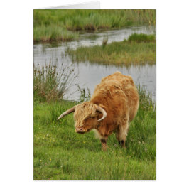 草の中の高地の牛