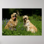 草の中の黄金の宝 ポスター (正面)