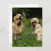 草の中の黄金の宝 ポストカード (正面/裏面)