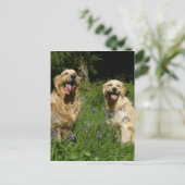 草の中の黄金の宝 ポストカード (スタンド正面)