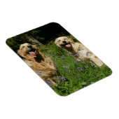 草の中の黄金の宝 マグネット (右側)