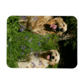 草の中の黄金の宝 マグネット (横)