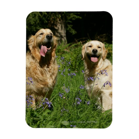 草の中の黄金の宝 マグネット (縦)