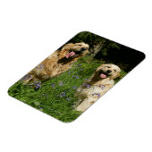 草の中の黄金の宝 マグネット (左側)