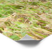 草の中の黒い子猫 ポスター (角)