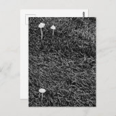 草の中の黒と白のキノコの写真 ポストカード (正面/裏面)