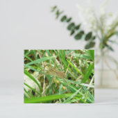 草の中を徘徊するクモ ポストカード (スタンド正面)