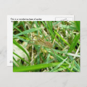 草の中を徘徊するクモ ポストカード (正面/裏面)