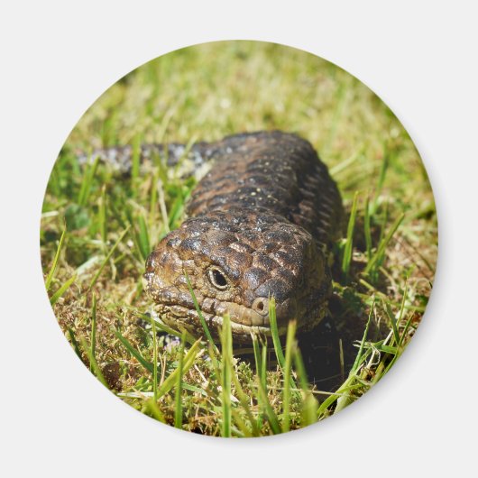 草の中を這う青い舌のトカゲ マグネット (正面)