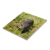 草の中を青い舌のトカゲが這っている タイル (側面)