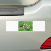草の中遊に2匹の子猫 バンパーステッカー (車上)