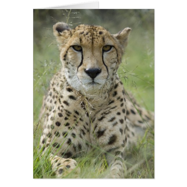 草の休息 (正面)