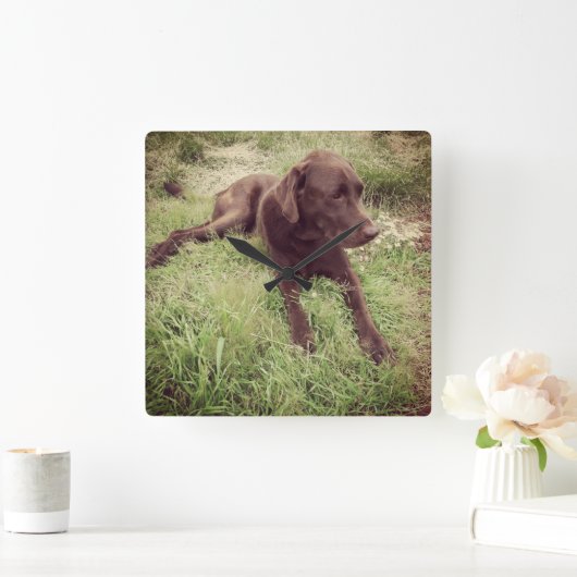 草の写真に横たわるチョコレートラボ スクエア壁時計 (ホーム)