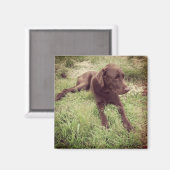 草の写真に横たわるチョコレートラボ マグネット (正面/裏面)