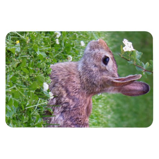 草の動物写真に登場するウサギ マグネット (横)