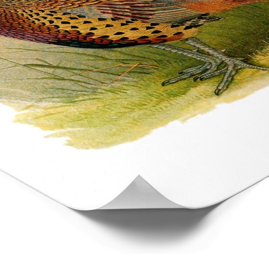 草の原の中のリングや輪の首飾りキジ ポスター (角)