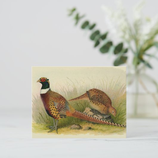 草の原の中のリングや輪の首飾りキジ ポストカード (スタンド正面)