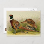 草の原の中のリングや輪の首飾りキジ ポストカード (正面/裏面)