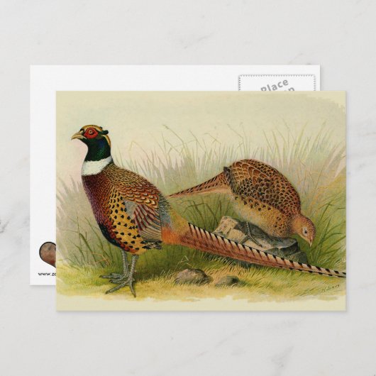 草の原の中のリングや輪の首飾りキジ ポストカード (正面/裏面)