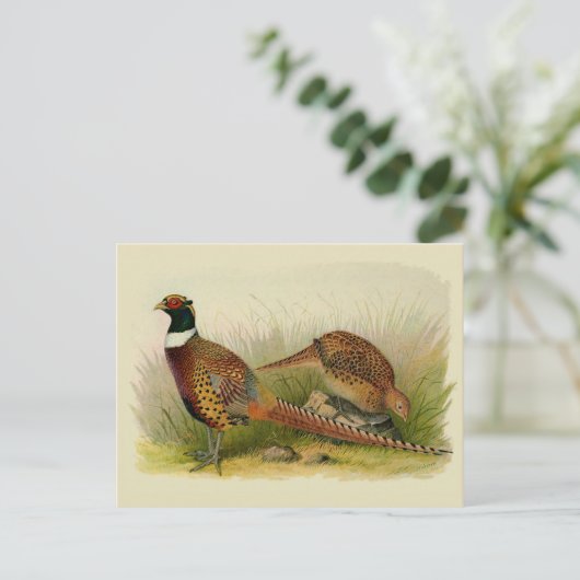 草の原の中のリングや輪の首飾りキジ ポストカード (スタンド正面)