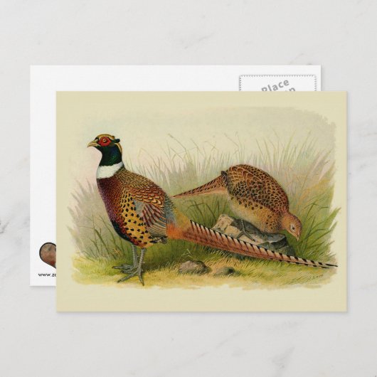 草の原の中のリングや輪の首飾りキジ ポストカード (正面/裏面)
