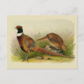 草の原の中のリングや輪の首飾りキジ ポストカード (正面)