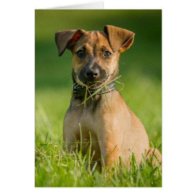 草の子犬 (正面)