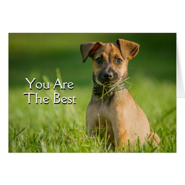 草の子犬 (正面横)