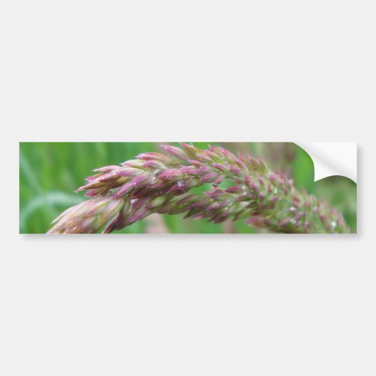 草の成長バンパーステッカー バンパーステッカー (正面)