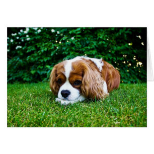 草の無頓着なチャールズ王スパニエル犬Blenheim