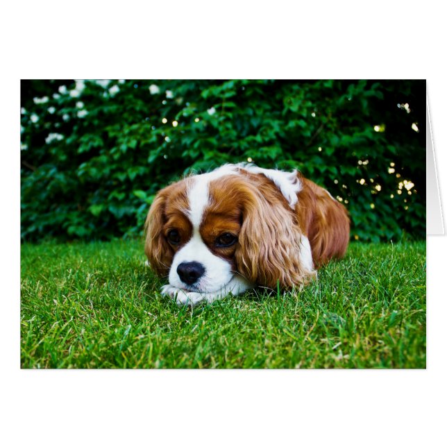 草の無頓着なチャールズ王スパニエル犬Blenheim (正面横)