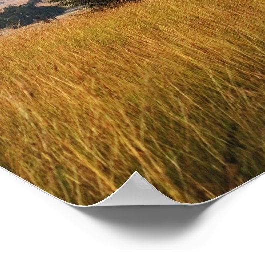 草の独身の多い平野のアカシアの木、マサイマラ。 ポスター (角)