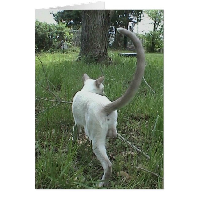 草の猫II (正面)