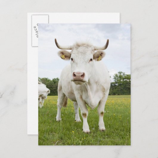 草の生えた野に立つ牛 ポストカード (正面/裏面)