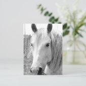 草の生えた馬 ポストカード (スタンド正面)