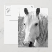 草の生えた馬 ポストカード (正面/裏面)