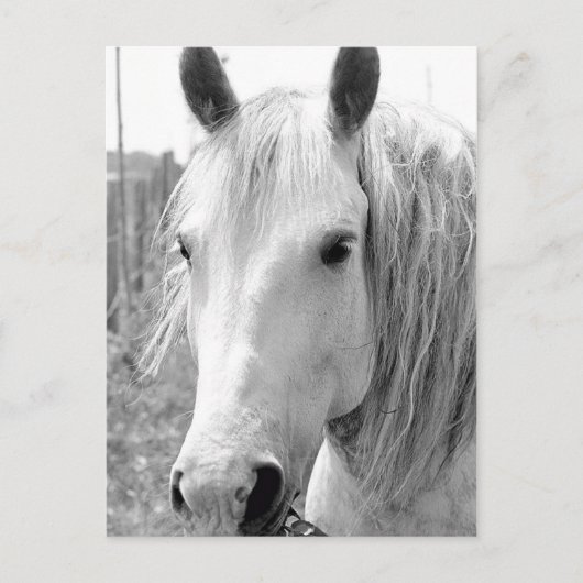 草の生えた馬 ポストカード (正面)