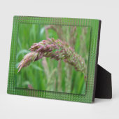 草の生育写真プラーク フォトプラーク (側面)