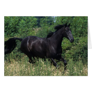 草の純血種の馬のランニング