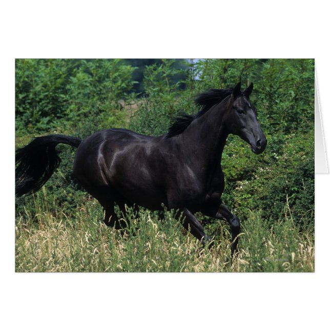 草の純血種の馬のランニング (正面横)