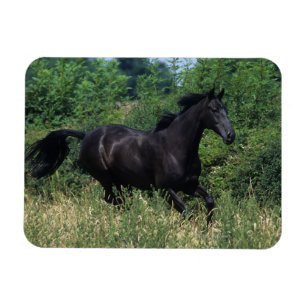 草の純血種の馬のランニング マグネット