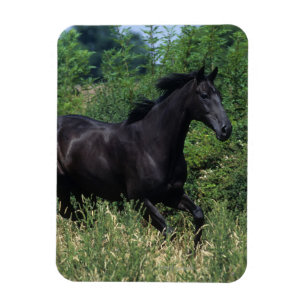 草の純血種の馬のランニング マグネット