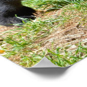 草の葉書にアンデス・ベア歩くTシャツコフ ポスター (角)